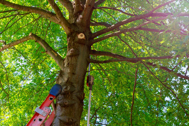 Emergency Storm Tree Removal in Shattuck, OK